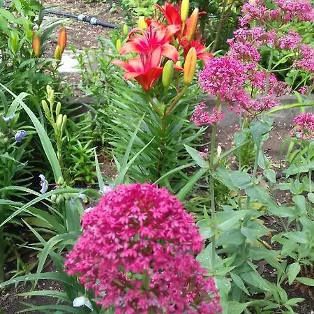 Family нouse -нotel Asai Hotel