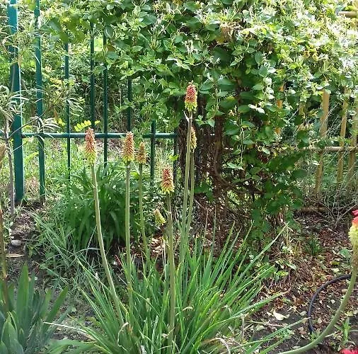 Отель Family нouse -нotel Asai 2*